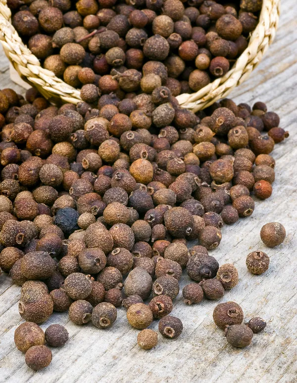 Sarvasuganthi_(All_Spice)_Live__Plant_&_Tree_For_Home_Garden_Rare_Pimenta_Dioica_/Nutmeg_&_Clove_Plant_(Hybrid,_Pack_Of_1)