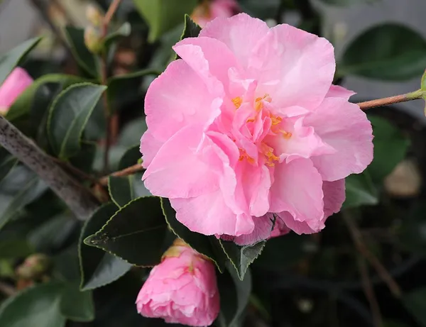 Sasanqua_Camellia_Flower_Plant_&_Tree_(1.5-3.5_Ft_Height)_For_Shrub/Bush/Home_Garden_(Hybrid,_Pack_Of_1)