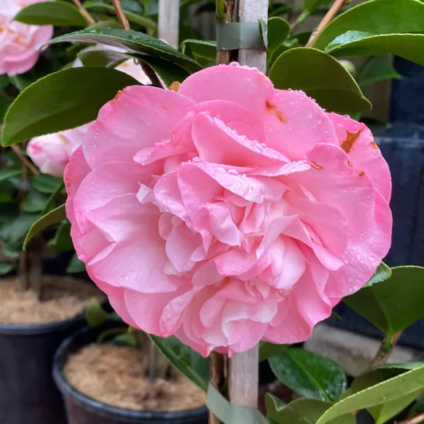 Sasanqua_Camellia_Flower_Plant_&_Tree_(1.5-3.5_Ft_Height)_For_Shrub/Bush/Home_Garden_(Hybrid,_Pack_Of_1)