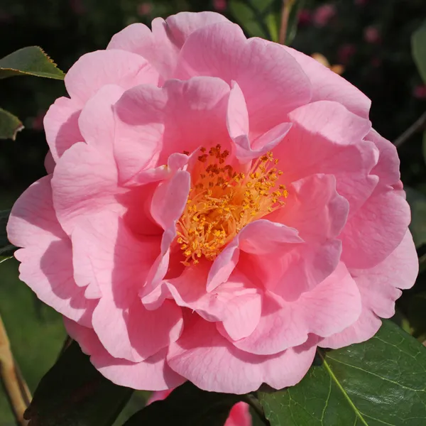 Sasanqua_Camellia_Flower_Plant_&_Tree_(1.5-3.5_Ft_Height)_For_Shrub/Bush/Home_Garden_(Hybrid,_Pack_Of_1)