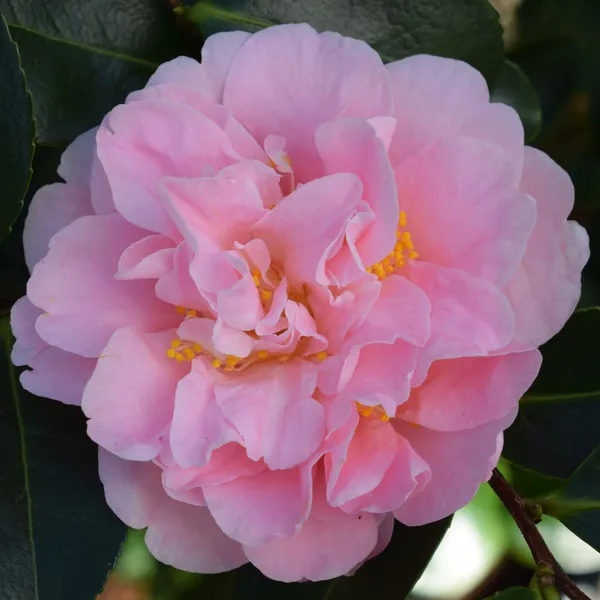Sasanqua_Camellia_Flower_Plant_&_Tree_(1.5-3.5_Ft_Height)_For_Shrub/Bush/Home_Garden_(Hybrid,_Pack_Of_1)