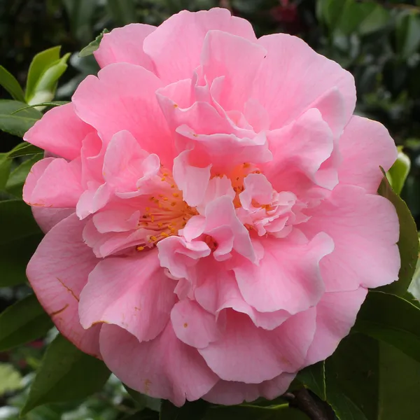 Sasanqua_Camellia_Flower_Plant_&_Tree_(1.5-3.5_Ft_Height)_For_Shrub/Bush/Home_Garden_(Hybrid,_Pack_Of_1)