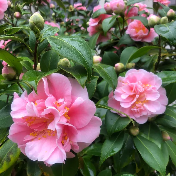 Sasanqua_Camellia_Flower_Plant_&_Tree_(1.5-3.5_Ft_Height)_For_Shrub/Bush/Home_Garden_(Hybrid,_Pack_Of_1)