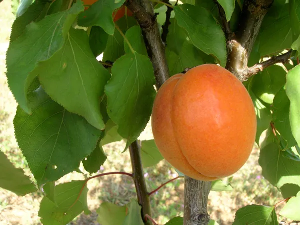 Seedling_Apricot_Live_Fruit_Plant&_Tree_(1.5-3.5_Ft_Height)_For_Home_Garden_Well_Watered_Hybrid_Apricot_Plant_(Pack_Of_1)