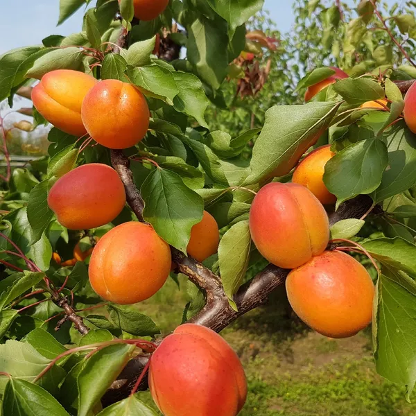 Seedling_Apricot_Live_Fruit_Plant&_Tree_(1.5-3.5_Ft_Height)_For_Home_Garden_Well_Watered_Hybrid_Apricot_Plant_(Pack_Of_1)