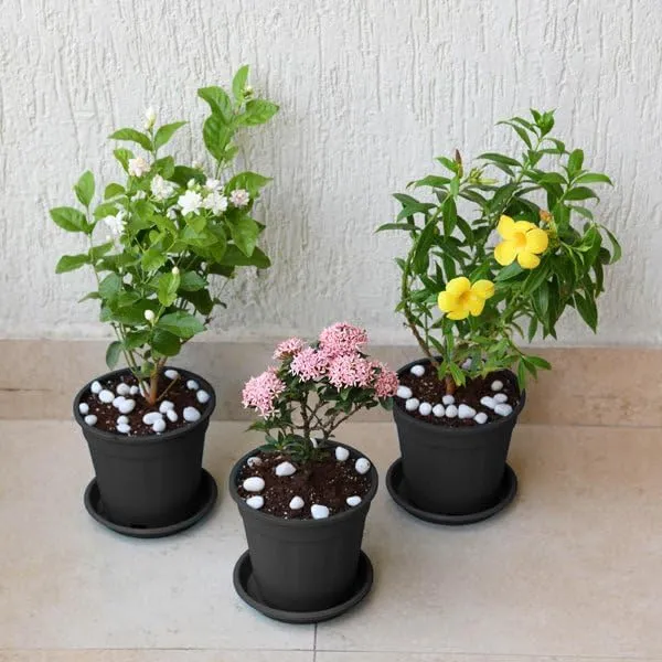 Set_of_3_Outdoor_Flowering_Plants_&_Tree_(1.5-3.5_Ft_Hight)_For_Sweet_Home_Gardening_Well_Watered_Live_Flower_Plant