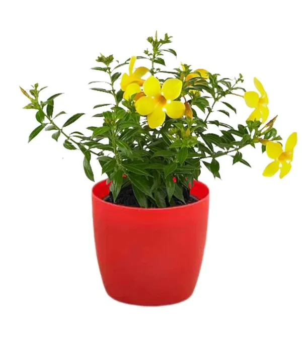 Set_of_3_Outdoor_Flowering_Plants_&_Tree_(1.5-3.5_Ft_Hight)_For_Sweet_Home_Gardening_Well_Watered_Live_Flower_Plant