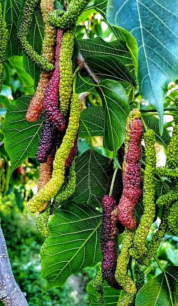 Shahtoot_live_fruit_plant/mulberry_fruit_live_plant_For_Home_Gardening(_Pack_Of_1)