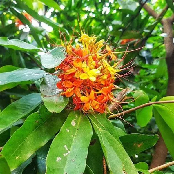 Sita_Ashok_Highly_Benefited_Medicinal__Flower_Plant_&_Tree_For_Home_Garden_(1.5-3.5_Ft_Height)_Pack_Of_1