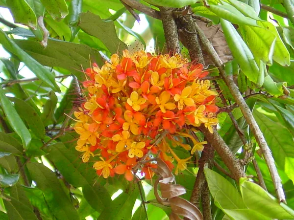 Sita_Ashok_Highly_Benefited_Medicinal__Flower_Plant_&_Tree_For_Home_Garden_(1.5-3.5_Ft_Height)_Pack_Of_1