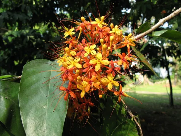 Sita_Ashok_Highly_Benefited_Medicinal__Flower_Plant_&_Tree_For_Home_Garden_(1.5-3.5_Ft_Height)_Pack_Of_1