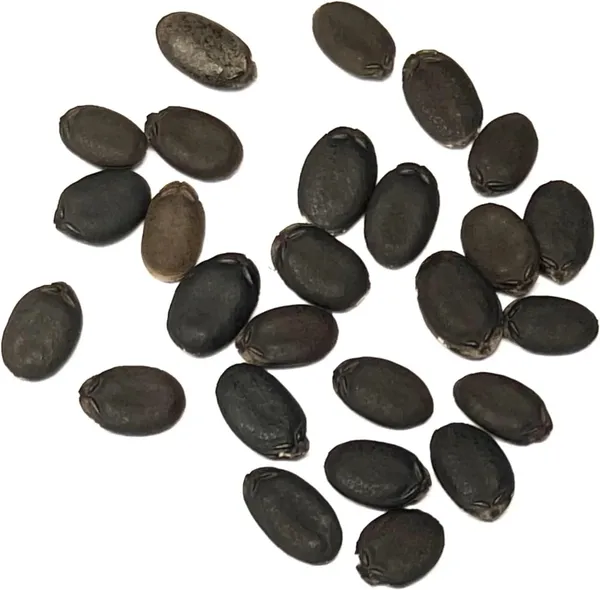 Sponge_Gourd_Seeds_-_200_gms_For_Home_Garden_(Pack_Of_1)