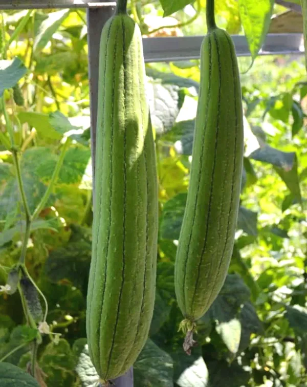 Sponge_Gourd_Seeds_-_200_gms_For_Home_Garden_(Pack_Of_1)