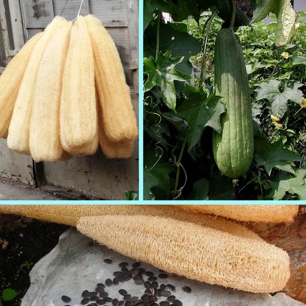 Sponge_Gourd_Seeds_-_200_gms_For_Home_Garden_(Pack_Of_1)