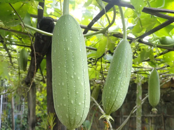 Sponge_Gourd_Seeds_-_200_gms_For_Home_Garden_(Pack_Of_1)