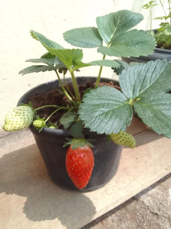 Strawberry_Fruit_Plant