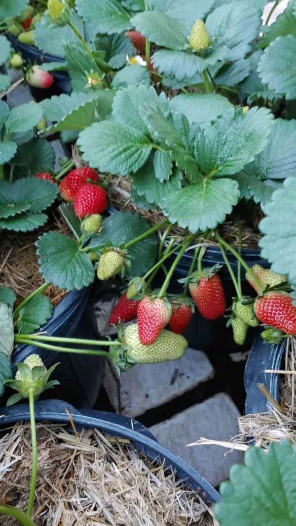 Strawberry_Fruit_Plant