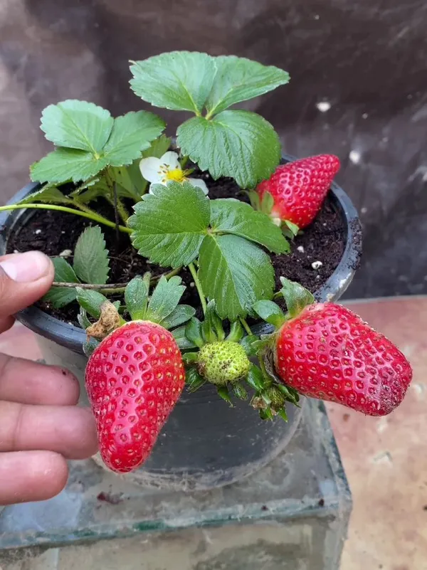 Strawberry_Fruit_Plant