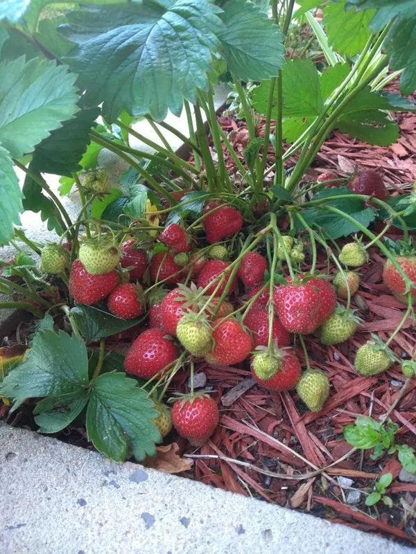 Strawberry_Fruit_Plant