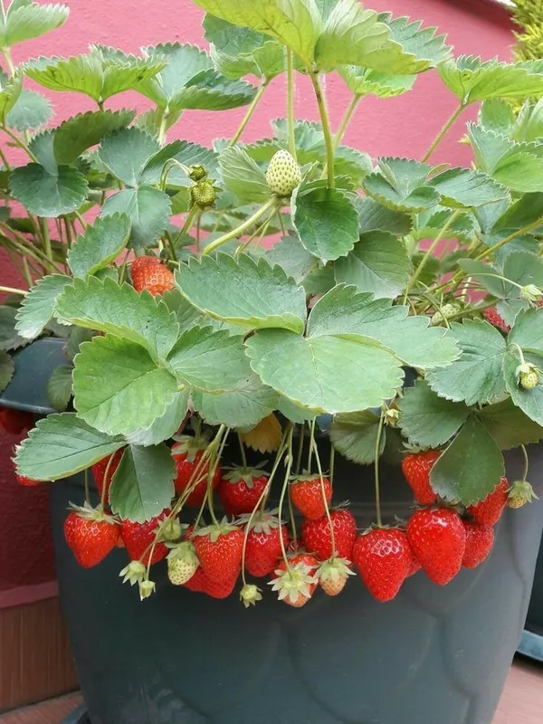 Strawberry__Fruit_Plant