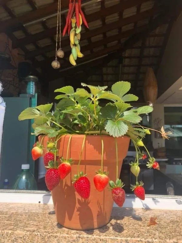 Strawberry__Fruit_Plant