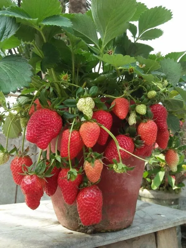 Strawberry__Fruit_Plant