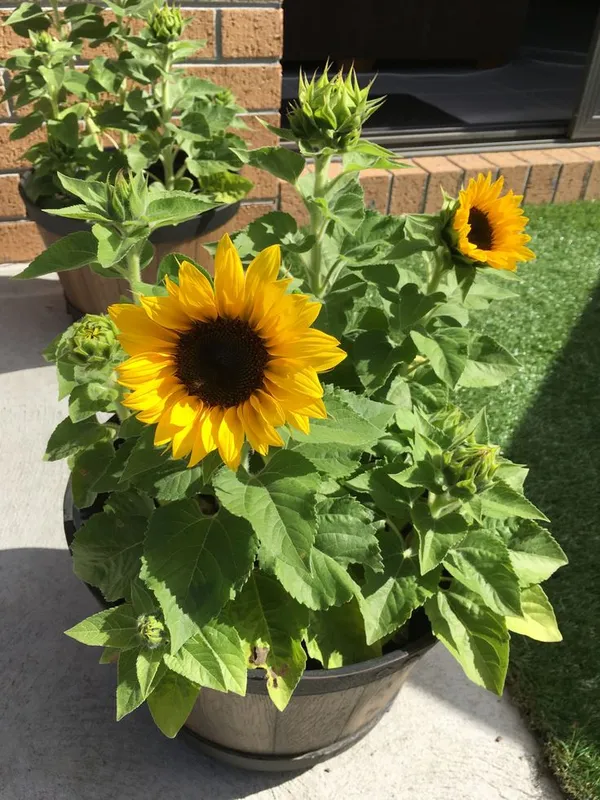 Sunflower_flower_seeds_home_garden_pack_of_30_seeds