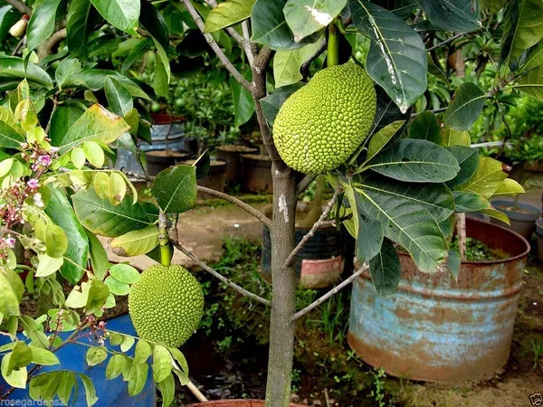 Super_Early_Vietname_Jackfruit_Live_Fruit_Plant_&_Tree_(1.5-3.5_Ft_Height)_For_Home_Garden_Well_Watered_Hybrid_Jackfruit_Plant_(Pack_Of_1)