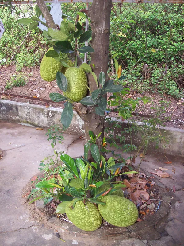Super_Early_Vietname_Jackfruit_Live_Fruit_Plant_&_Tree_(1.5-3.5_Ft_Height)_For_Home_Garden_Well_Watered_Hybrid_Jackfruit_Plant_(Pack_Of_1)