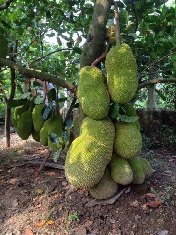 Super_Early_Vietname_Jackfruit_Live_Fruit_Plant_&_Tree_(1.5-3.5_Ft_Height)_For_Home_Garden_Well_Watered_Hybrid_Jackfruit_Plant_(Pack_Of_1)