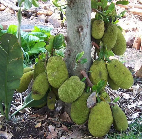 Super_Early_Vietname_Jackfruit_Live_Fruit_Plant_&_Tree_(1.5-3.5_Ft_Height)_For_Home_Garden_Well_Watered_Hybrid_Jackfruit_Plant_(Pack_Of_1)