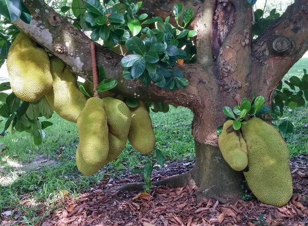 Super_Early_Vietname_Jackfruit_Live_Fruit_Plant_&_Tree_(1.5-3.5_Ft_Height)_For_Home_Garden_Well_Watered_Hybrid_Jackfruit_Plant_(Pack_Of_1)