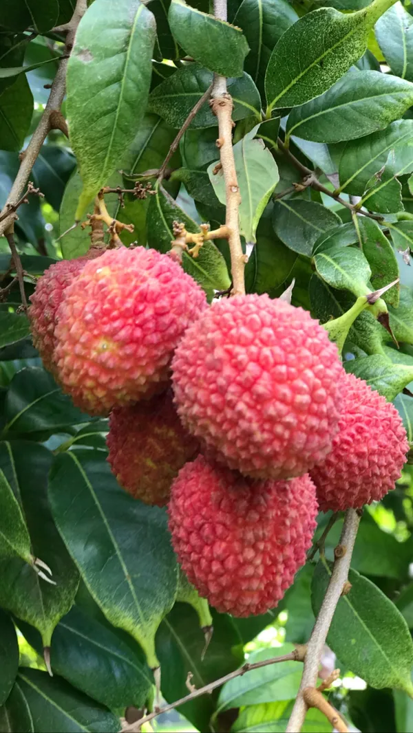 Super_Juicy_Hybrid_Litchi_Plant_&_Tree_For_Your_Home_Garden_(1.5-3.5_Ft_Height)_Well_Watered_Lychee_Plant,_OPack_Of_1