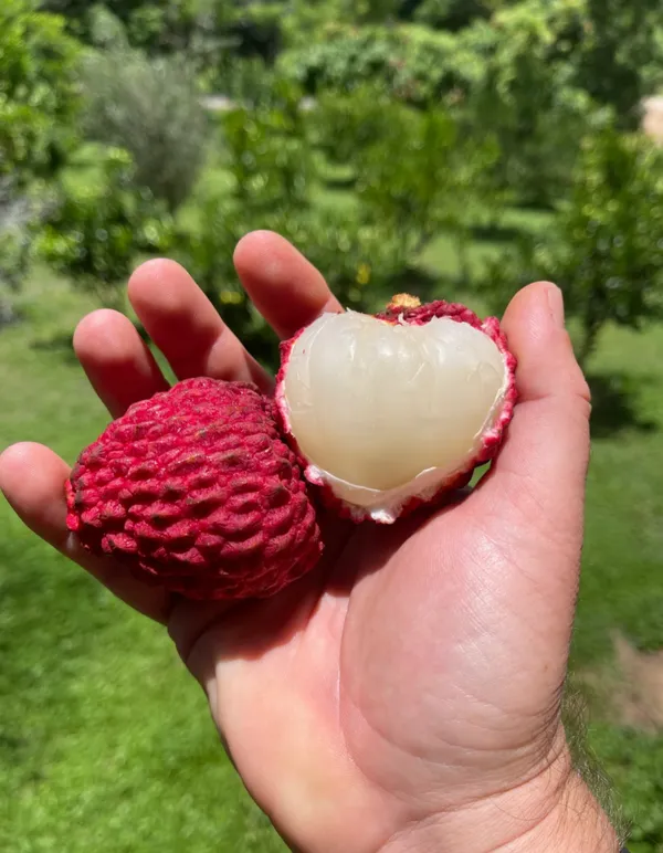 Super_Juicy_Hybrid_Litchi_Plant_&_Tree_For_Your_Home_Garden_(1.5-3.5_Ft_Height)_Well_Watered_Lychee_Plant,_OPack_Of_1