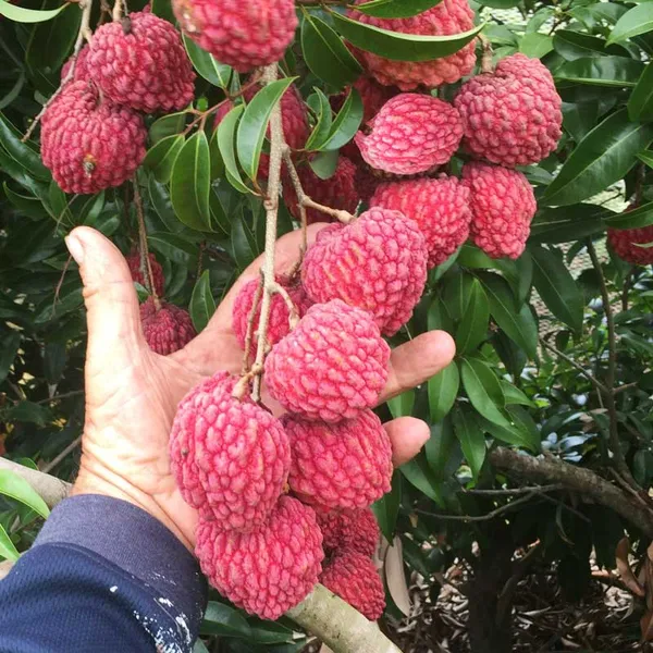 Super_Juicy_Hybrid_Litchi_Plant_&_Tree_For_Your_Home_Garden_(1.5-3.5_Ft_Height)_Well_Watered_Lychee_Plant,_OPack_Of_1