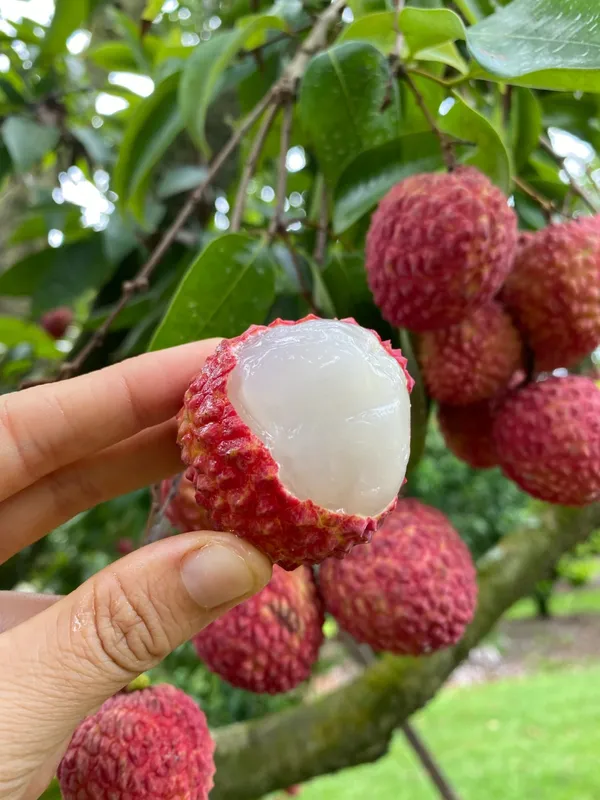 Super_Juicy_Hybrid_Litchi_Plant_&_Tree_For_Your_Home_Garden_(1.5-3.5_Ft_Height)_Well_Watered_Lychee_Plant,_OPack_Of_1
