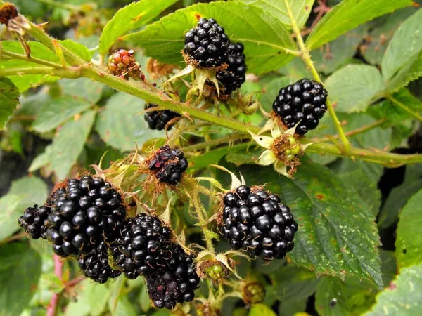 Sweet-Tart_Flavor_Blackberry_Healthy_Fruit_Plant_&_Tree_(1.5-3.5_Ft_Height)_For_Garden,_Pack_Of_1