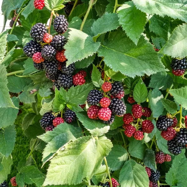 Sweet-Tart_Flavor_Blackberry_Healthy_Fruit_Plant_&_Tree_(1.5-3.5_Ft_Height)_For_Garden,_Pack_Of_1
