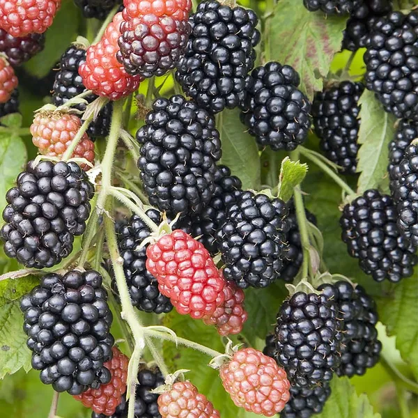Sweet-Tart_Flavor_Blackberry_Healthy_Fruit_Plant_&_Tree_(1.5-3.5_Ft_Height)_For_Garden,_Pack_Of_1
