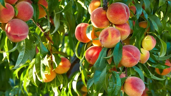 Sweet_&_Juicy_Prunus_Persica/Peach_Healthy_Fruit_Plant_&_Tree_(1.5-3.5_Ft_Height)_Pack_Of_1