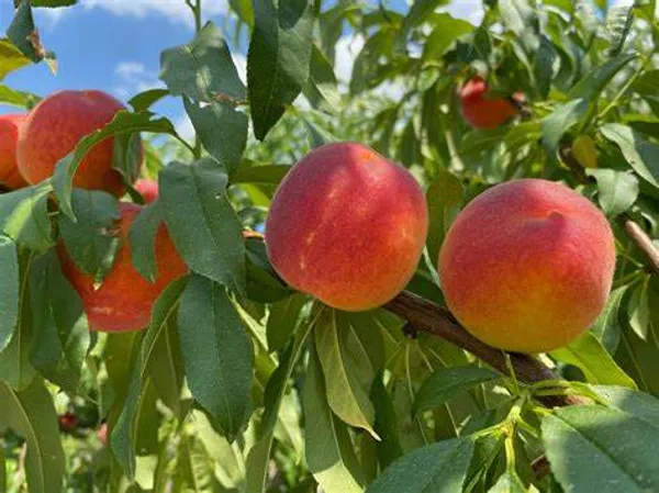 Sweet_&_Juicy_Prunus_Persica/Peach_Healthy_Fruit_Plant_&_Tree_(1.5-3.5_Ft_Height)_Pack_Of_1