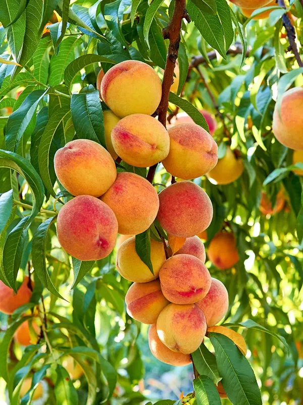 Sweet_&_Juicy_Prunus_Persica/Peach_Healthy_Fruit_Plant_&_Tree_(1.5-3.5_Ft_Height)_Pack_Of_1