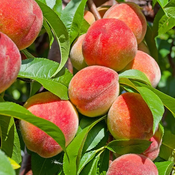 Sweet_&_Juicy_Prunus_Persica/Peach_Healthy_Fruit_Plant_&_Tree_(1.5-3.5_Ft_Height)_Pack_Of_1