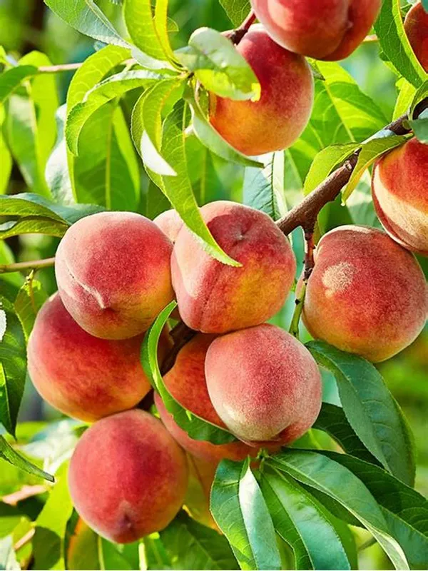 Sweet_&_Juicy_Prunus_Persica/Peach_Healthy_Fruit_Plant_&_Tree_(1.5-3.5_Ft_Height)_Pack_Of_1