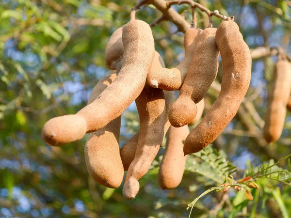Sweet_&_Sour_Tamarind_Delicious_Fruit_Plant_&_Tree_For_Home_Garden_(1.5-3.5_Ft_Height)_Pack_Of_1