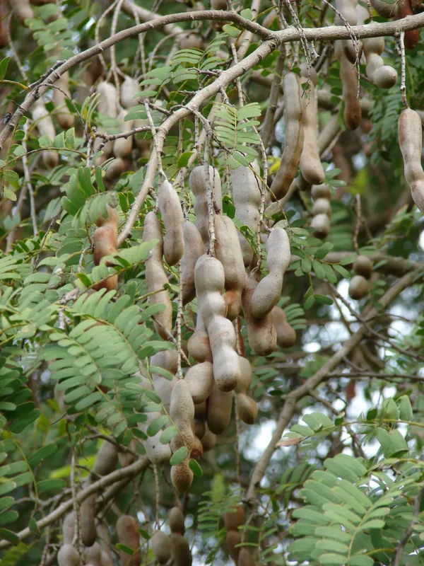 Sweet_&_Sour_Tamarind_Delicious_Fruit_Plant_&_Tree_For_Home_Garden_(1.5-3.5_Ft_Height)_Pack_Of_1