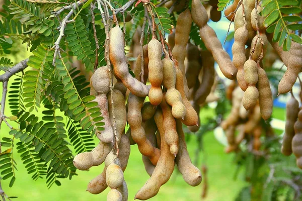 Sweet_&_Sour_Tamarind_Delicious_Fruit_Plant_&_Tree_For_Home_Garden_(1.5-3.5_Ft_Height)_Pack_Of_1