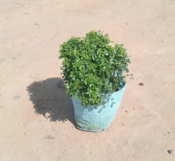 Table_Kamini_Best_House_Plant_For_Home/Office/Garden_Decor,_Pack_Of_1