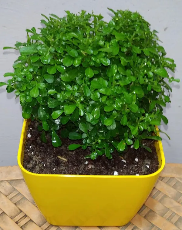 Table_Kamini_Best_House_Plant_For_Home/Office/Garden_Decor,_Pack_Of_1