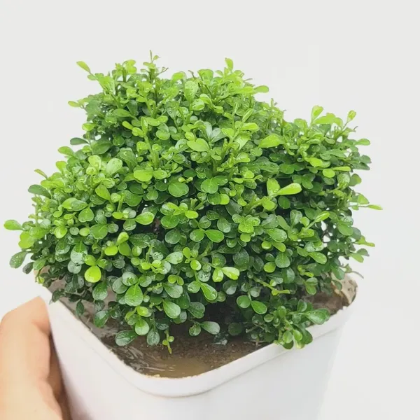 Table_Kamini_Best_House_Plant_For_Home/Office/Garden_Decor,_Pack_Of_1